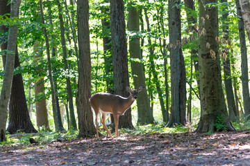 Sticker - The white-tailed deer (Odocoileus virginianus), also known as the whitetail or Virginia deer. Female (doe) in the autumn forest