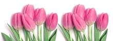Banner Of Beautiful Pink Tulips On A White Background.