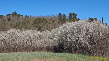 Canvas Print - wild plum hedge in bloom