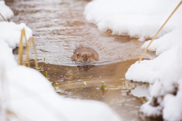 Canvas Print - The muskrat (Ondatra zibethicus) in winter