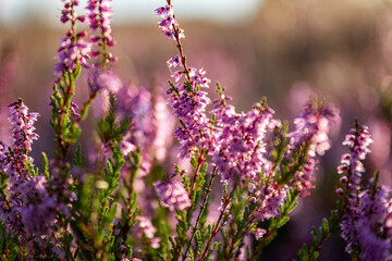 heath landscape in summerwith sunshine