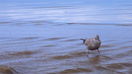 Wall Mural - Seagulls are resting on the sandy shore in the surf zone. Seabirds on the Pacific Ocean