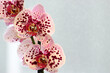 Schmetterlingsorchidee  pink gepunktet – Phalaenopsis  