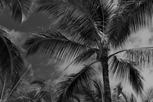 A Black And White Fine Art Photo Of Palm Trees Against The Sky, Hawaii