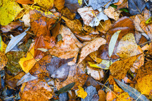 A Pattern Of Fallen Wet Leaves Lying On Ground.