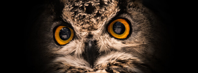Wall Mural - Yellow eyes of owl close up on a dark background. Selective focus.