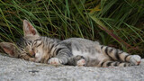 Fototapeta Koty - cat on the grass