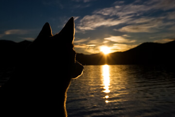 Wall Mural - silhouette of dog