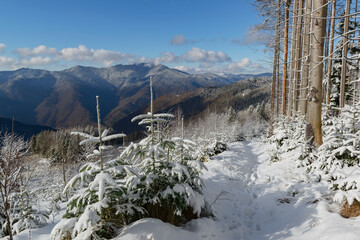 Wall Mural - Winter trail in the mountains