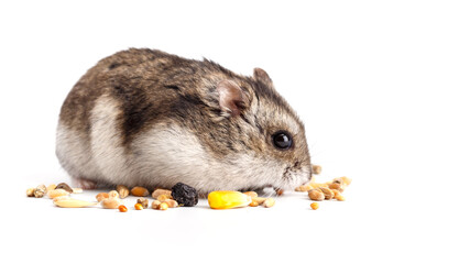 Wall Mural - Dwarf gray hamster isolated on white background.Cute baby hamster, standing facing front.hamster eating food