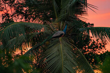 Blue Peacock Sits On A Coconut Tree Against The Backdrop Of Sunset