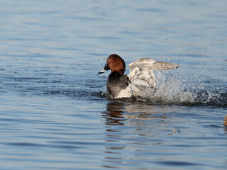 Wall Mural - Northern pochard, Aythya ferina