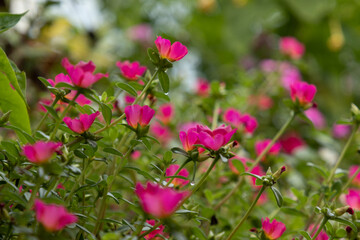 Wall Mural - Flor onze-horas no jardim - portulaca grandiflora