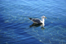 A Seagull Floats On A Blue And Turquoise Shallow Seawater