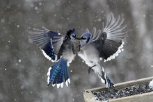 Blue Jays Fighting Over Food On Stormy Winter Day, A Significant Weather Event Of A Foot Of Snow In One Day. Fed Birds Are Particularly Competitive Under Snowy Conditions