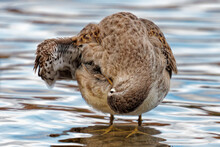 Long-billed Dowitcher Standing In A Lake.