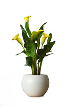 Yellow Calla Lily Plant Isolated On White Background