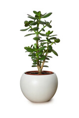 Wall Mural - Jade plant in pot isolated on white background