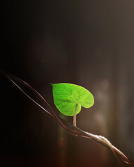 Wall Mural -  Heart shaped leaf on dark background with copy space. Love concept.