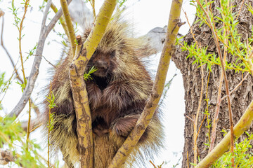 Porcupine in tree