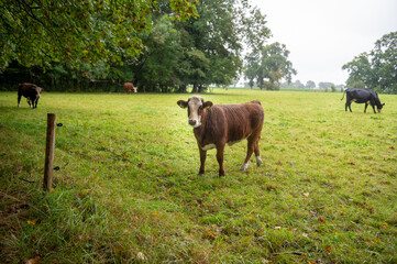 Wall Mural - ows grazing on farmland. autumn landscape