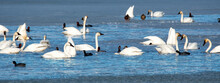Swans And Water Fowl On A Frozen Lake Bear River Bird Refuge, Utah