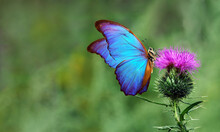 Colorful Blue Tropical Morpho Butterfly On Purple Thistle Flower 