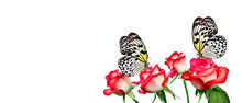Bright Tropical Butterflies On Pink Roses  Isolated On White. Rice Paper Butterfly. Large Tree Nymph. White Nymph Butterfly. Copy Space