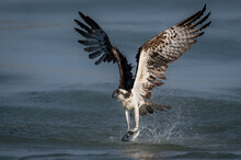 Osprey Fishing In Florida 