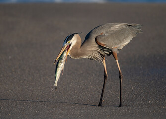 Wall Mural - Great blue heron with a fish on the beach