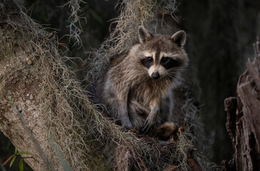 Canvas Print - Raccoon in a mossy tree 