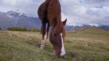 Brown Horse Grazing In The Pasture In The Mountains, Eating Grass. Slow Motion. 