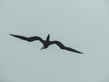 Seagull Flying Over The Sea Near Ilha Do Mel