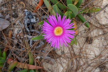 Wall Mural - Pink pigface flower