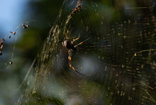 Close Up Of Spider On A Web.Golden Orb Weaver Spider.