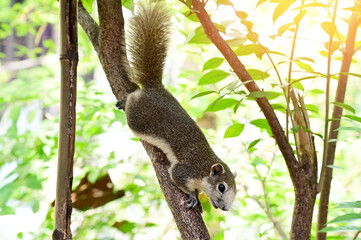 Wall Mural - A small gray squirrel Climbing on a tree in the park with natural background.