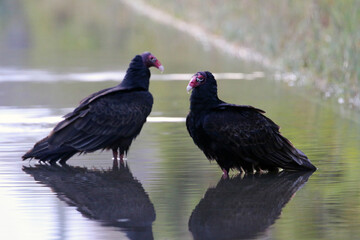 Sticker - Black Vulture