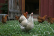 Domestic chicken on traditional rural barnyard in summer. Hen walk on a green grass in the yard.