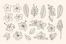 Tropical Flowers Collection Orchids, Hibiscus, Plumeria And Palm Leaves In A Trendy Minimalist Liner Style. Vector