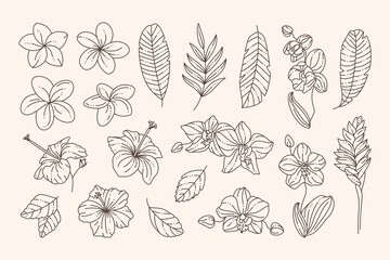 Tropical Flowers Collection Orchids, Hibiscus, Plumeria and Palm Leaves in a Trendy Minimalist Liner Style. Vector