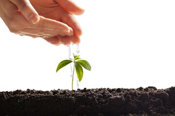 Poster - Woman hands watering young little plant