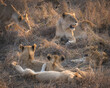 Lioness laying and resting with her cubs and her pride in the tall savannah grass during sunset in south africa kruger national park big five