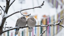 A Couple Of Gray Pigeons (Columbiformes, Columbidae, Streptopelia Decaocto, Eurasian Collared Dove) In A Hug On The Branch Of A Tree In Snowy Cold Weather In The Park Outdoor. Love And Family Concept.