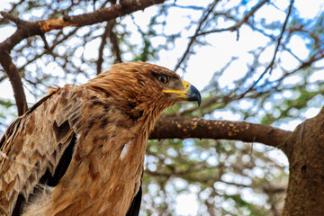 Poster - Tawny eagle (Aquila rapax) on a tree in Serengeti national park, Tanzania