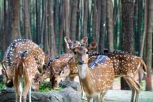 Spotted Deer Or Deer Axis, Deer With White Spots On Their Bodies Are Eating Leaves