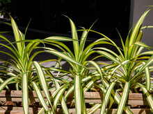 Dense Clump Of Variegated Ornamental Foliage (binomial Name: Yucca Filamentosa 'Golden Sword') Growing In Thai Garden