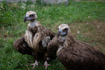 Two Griffon Vultures. Gyps fulvus. Big bird on a background of green grass. Portrait. Wildlife, Africa.