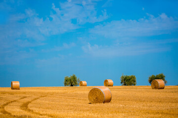 Beautiful field with hay in round stacks against the blue sky. A field with haystacks, the concept of autumn and harvesting. Copy space for text. Summer season of August. track from the car harvest