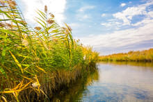 Calm Wide River, Fishing Landscape. Reeds And Kugai Along The River Bank. Tranquil Pond Landscape, Beautiful Nature.