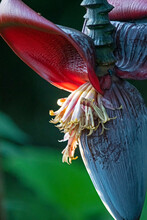 Red And Yellow Flower - Banana Flower